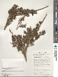 Escallonia myrtoidea image