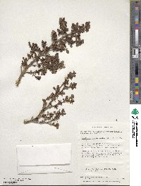 Escallonia myrtoidea image