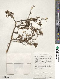 Escallonia myrtoidea image