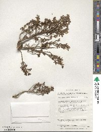 Escallonia myrtoidea image