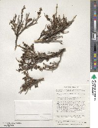 Escallonia myrtoidea image