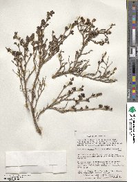 Escallonia myrtoidea image