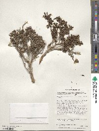 Escallonia myrtoidea image