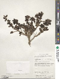 Escallonia myrtoidea image