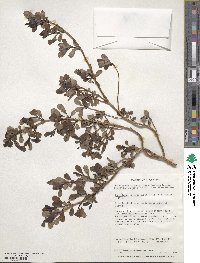 Escallonia myrtoidea image