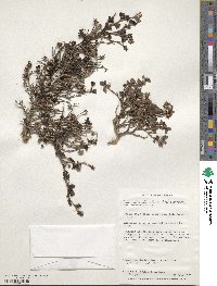 Escallonia myrtoidea image