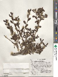 Escallonia serrata image