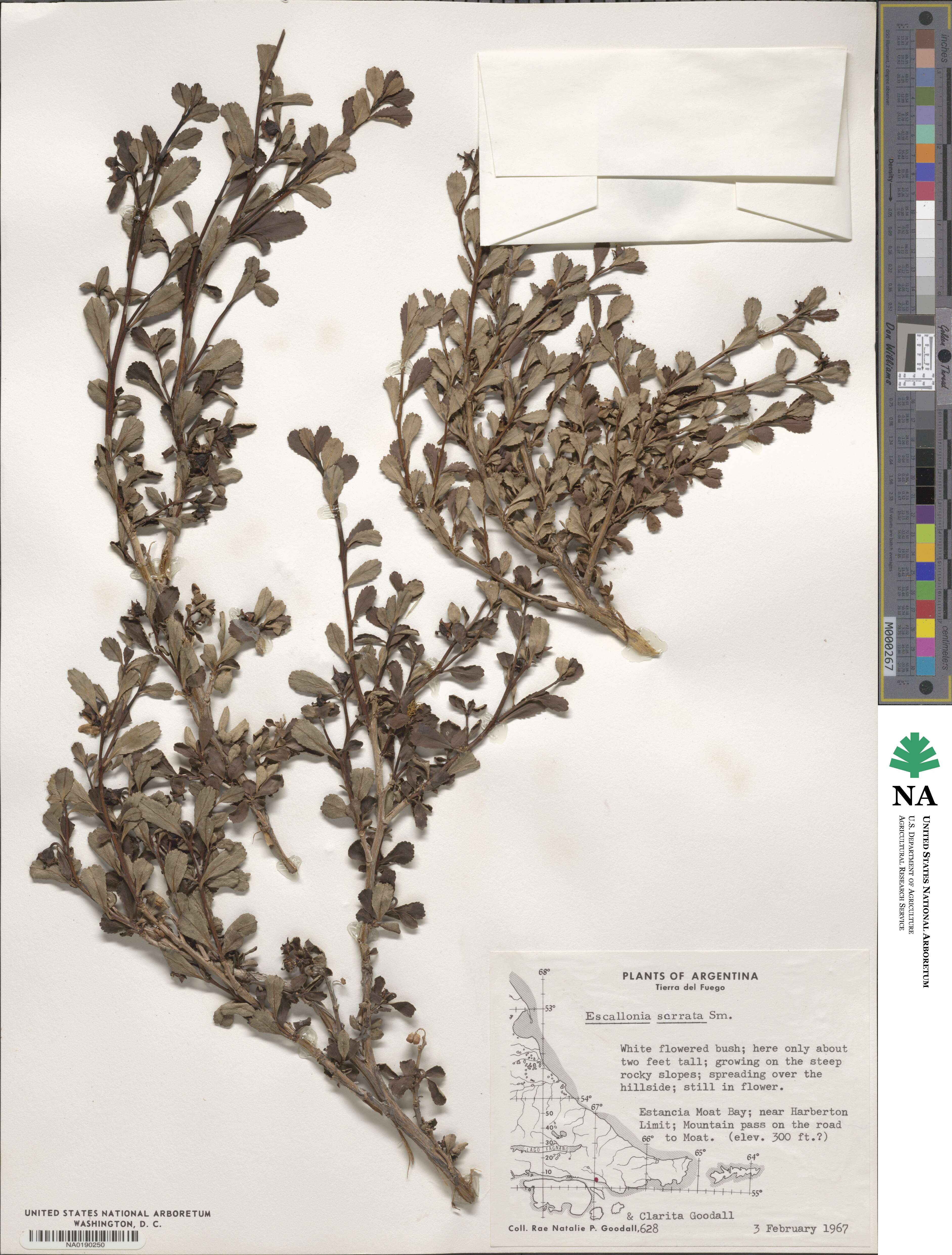 Escallonia image