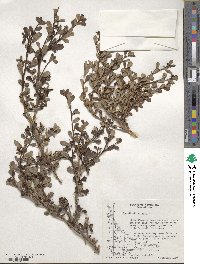 Escallonia serrata image