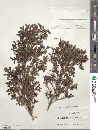 Escallonia serrata image