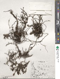 Escallonia serrata image