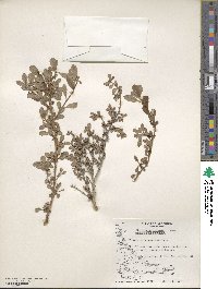 Escallonia serrata image