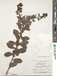 Escallonia rubra image