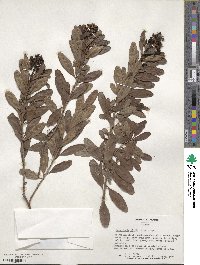 Escallonia bifida image