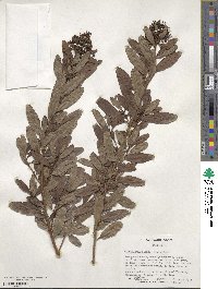 Escallonia bifida image