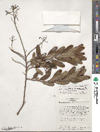 Escallonia bifida image