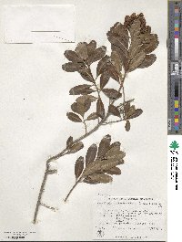 Escallonia bifida image