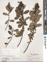 Escallonia bifida image