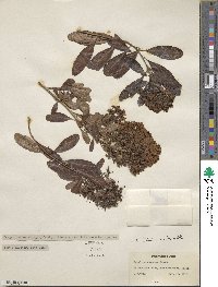 Escallonia bifida image