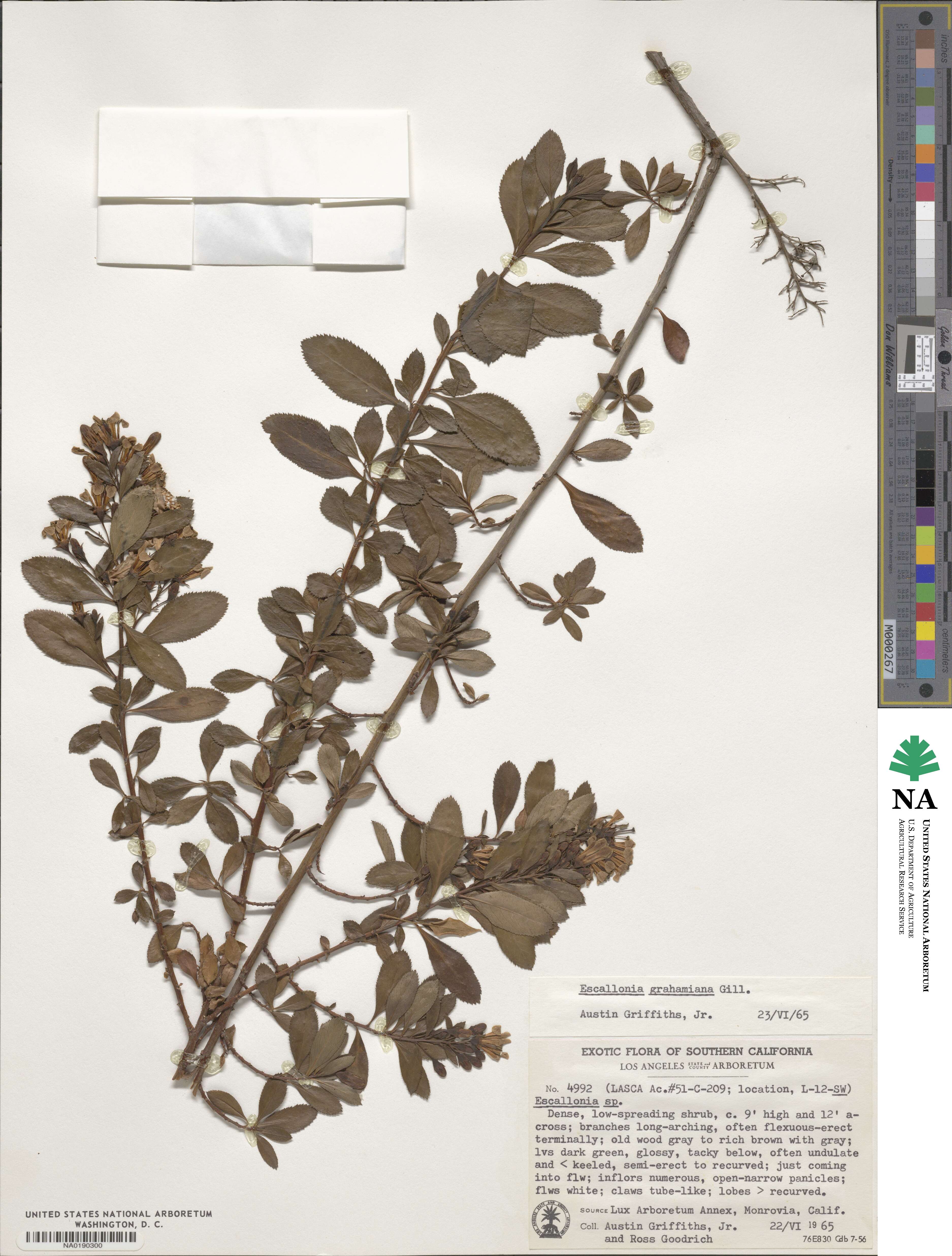 Escallonia illinita image