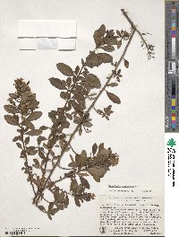 Escallonia illinita image