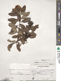 Image of Escallonia laevis