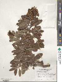 Escallonia laevis image