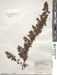 Escallonia × langleyensis image