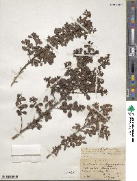 Escallonia × langleyensis image