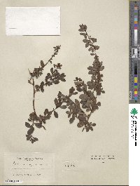 Escallonia × langleyensis image