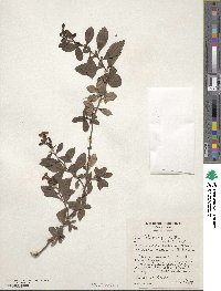 Escallonia rubra var. macrantha image