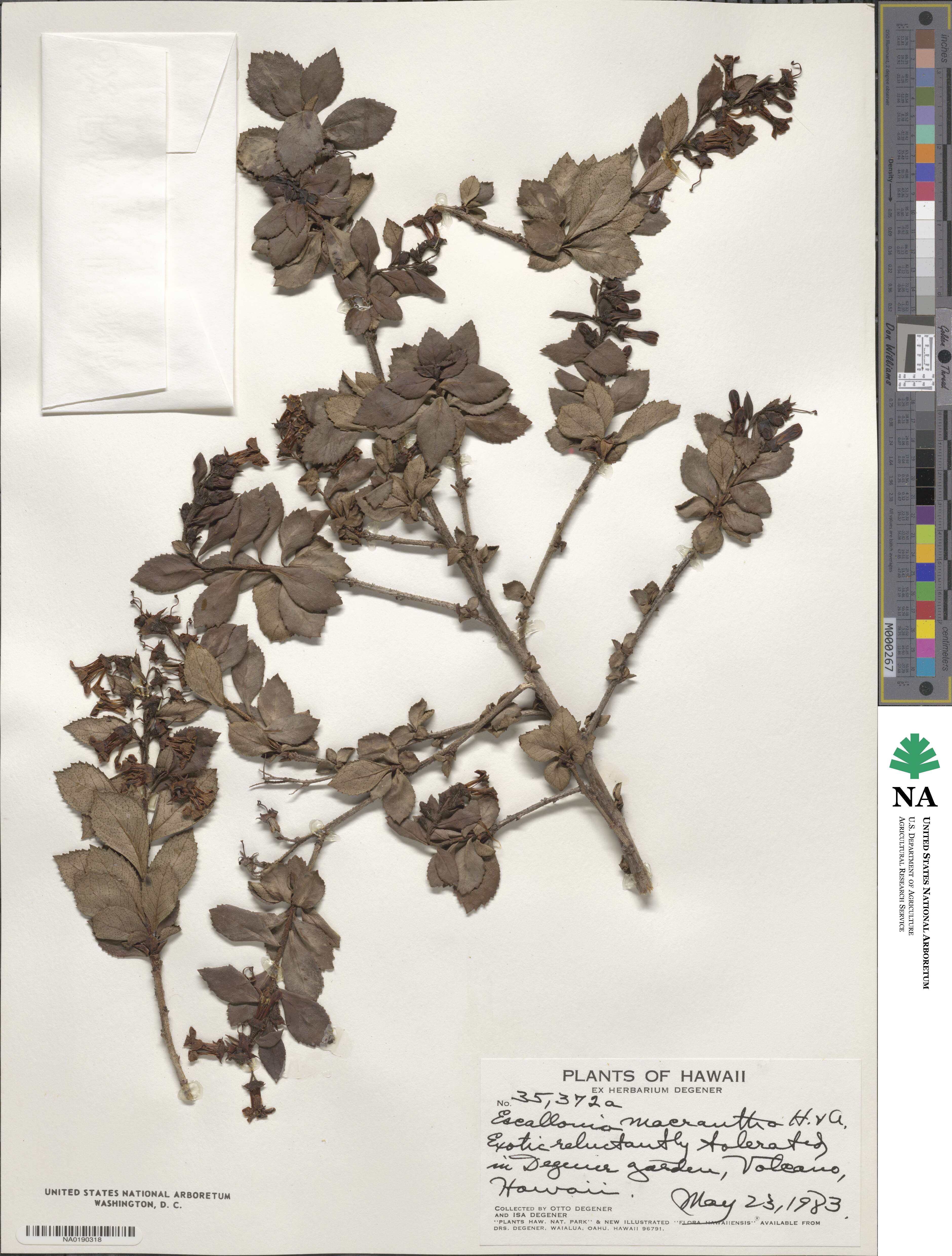 Escallonia rubra image