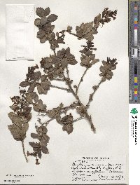 Escallonia rubra var. macrantha image