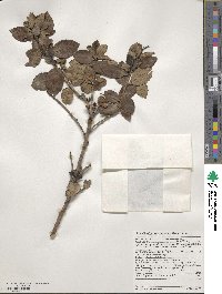 Escallonia rubra var. macrantha image