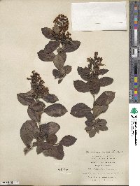 Escallonia rubra image