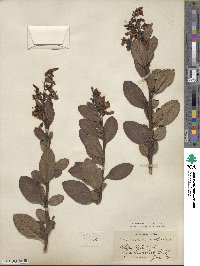 Escallonia rubra var. macrantha image