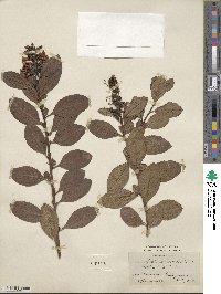 Escallonia rubra var. macrantha image