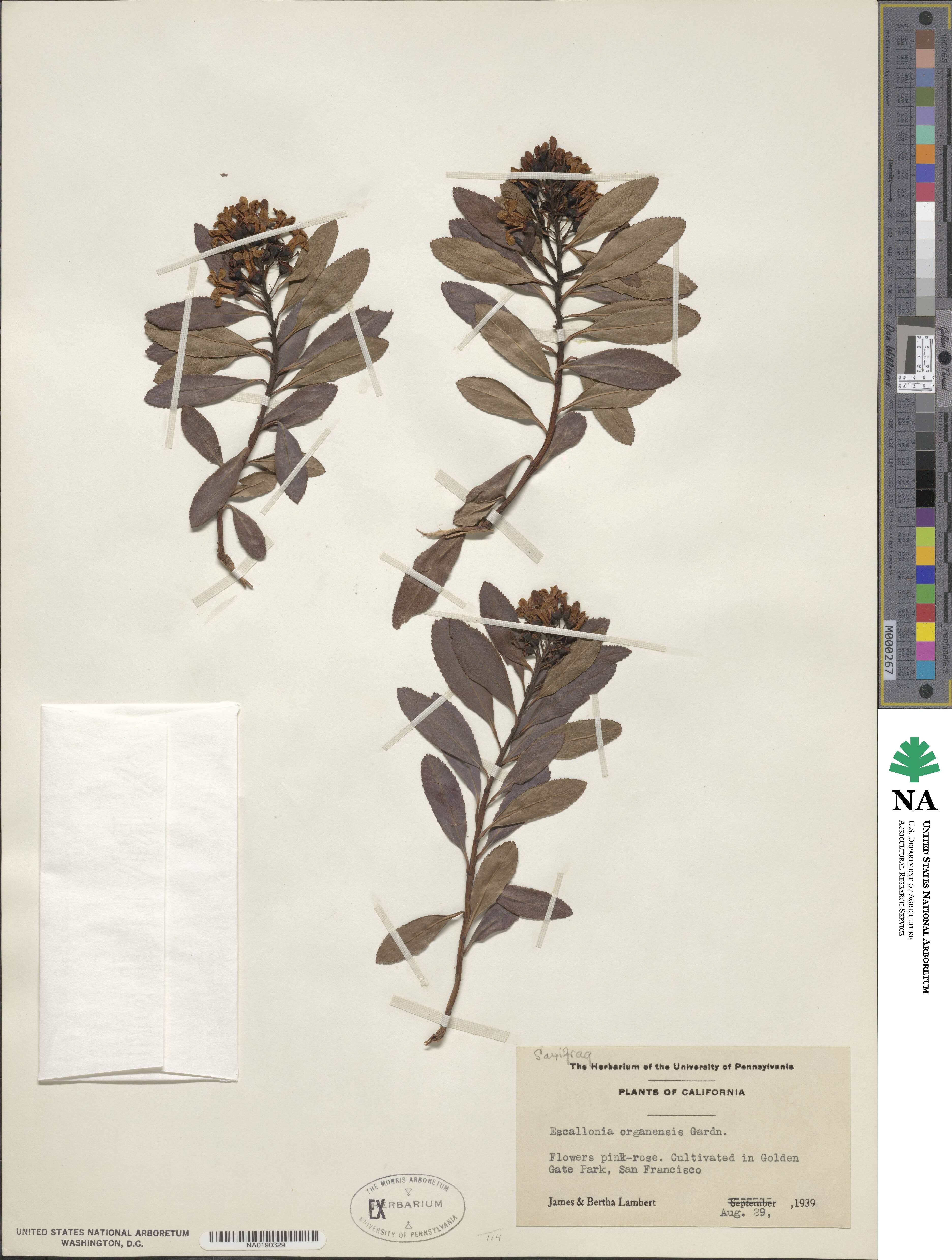 Escallonia laevis image