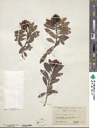 Escallonia laevis image