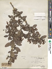 Escallonia laevis image