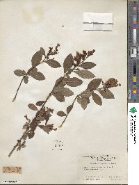 Escallonia laevis image