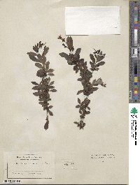 Escallonia laevis image