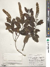 Escallonia pulverulenta image