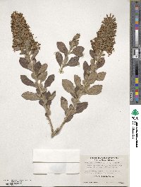 Escallonia revoluta image