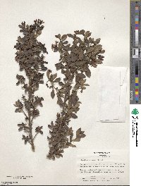 Escallonia rosea image