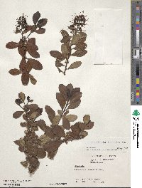 Escallonia rubra image