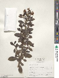 Escallonia rubra image