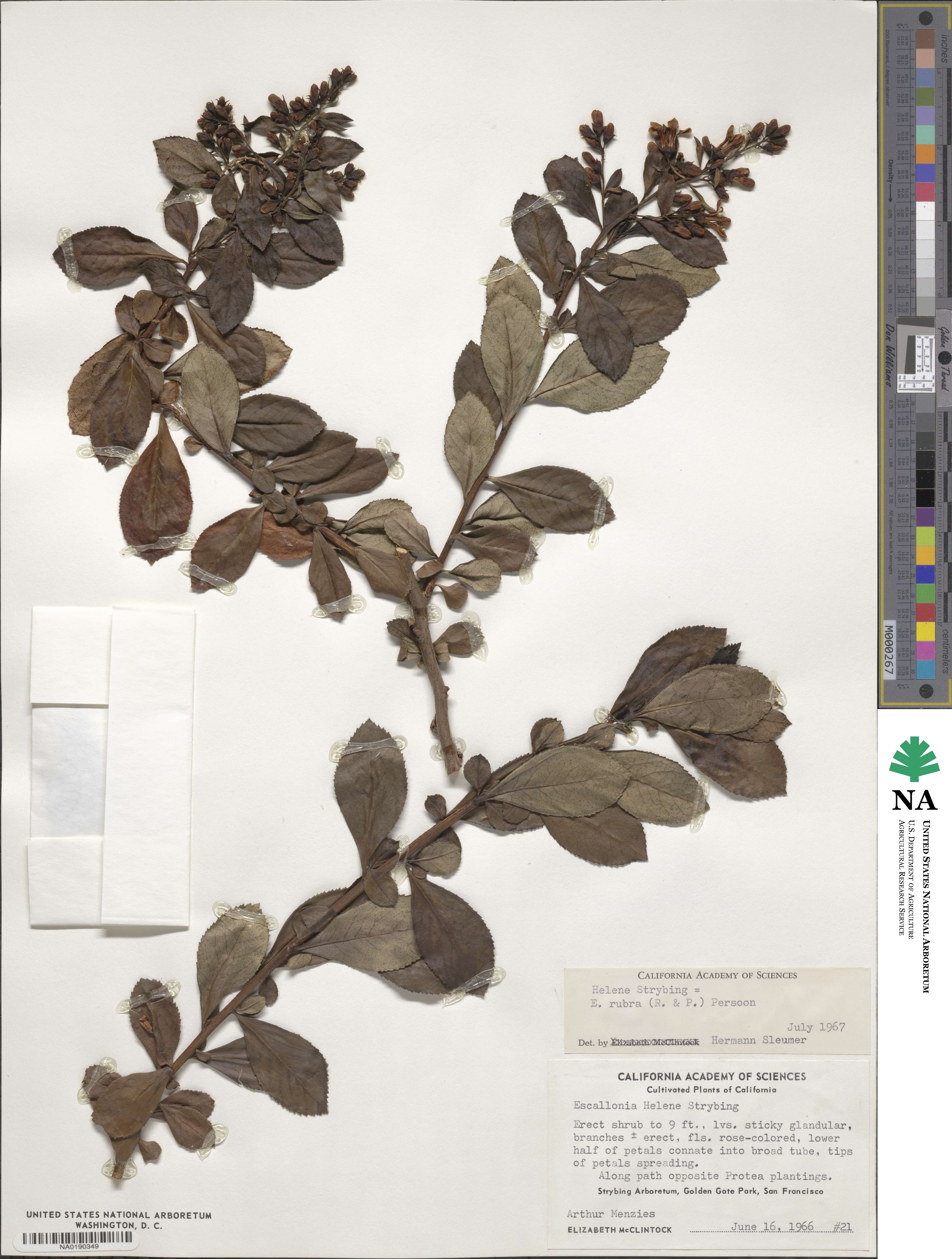 Escallonia rubra image