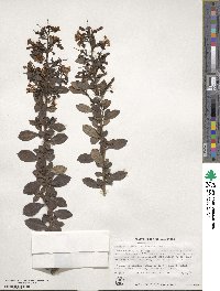 Escallonia rubra image