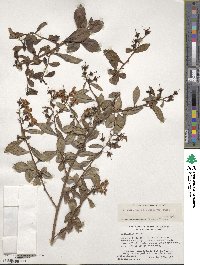 Escallonia rubra image